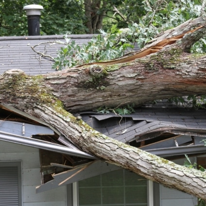tree branch on crumpled roof